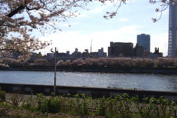 隅田川の桜